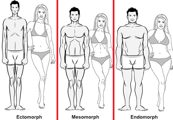 Body Type: 3 Body Types Defined. Endomorph, Ectomorph, and